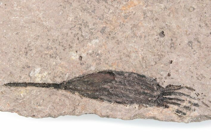 Fossil Eocrinoid (Ascocystites) - El Kaid Rami, Morocco #376544